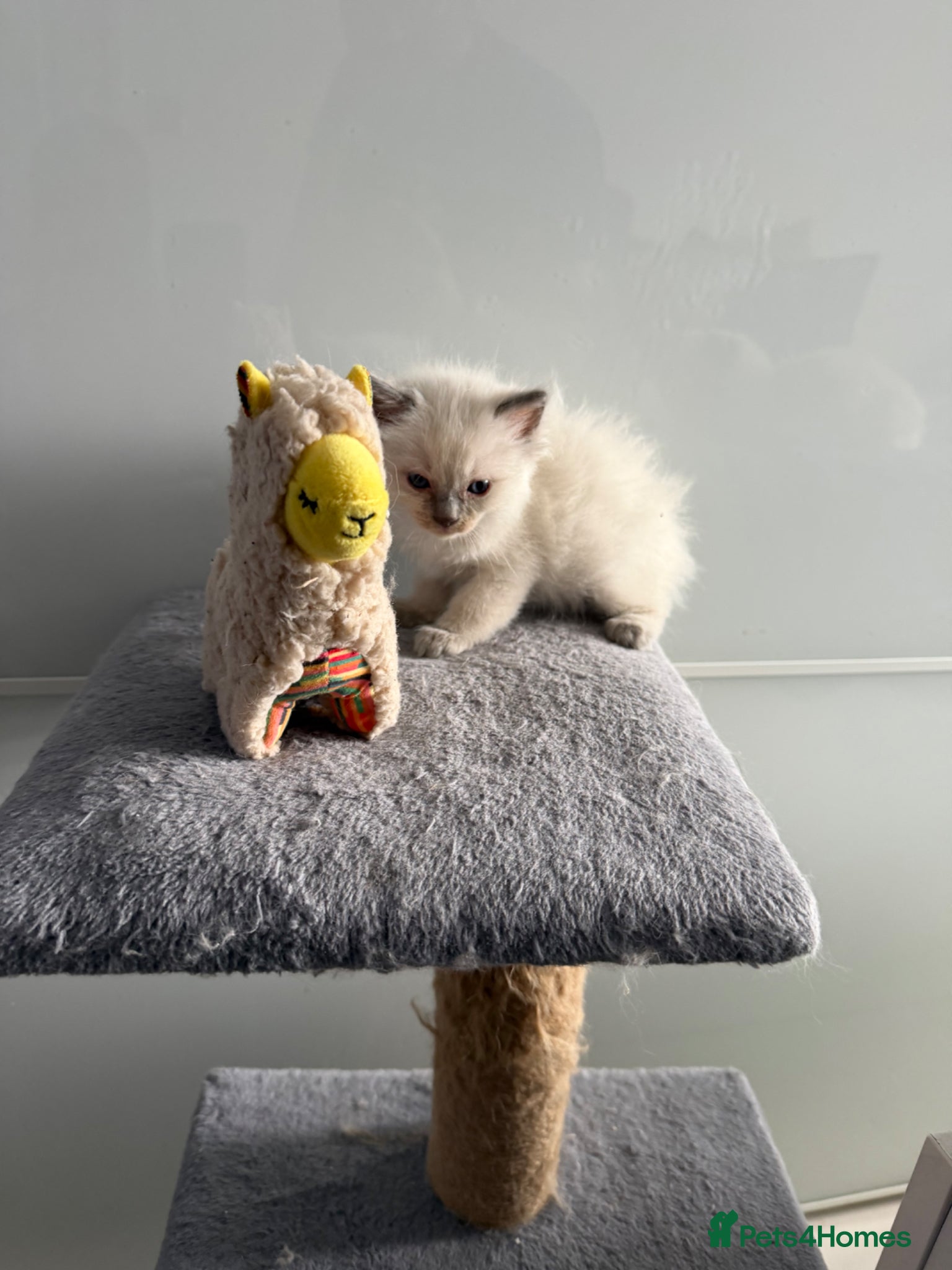 Ragdoll cats *** 3 Beautiful Pure Ragdoll Kittens left *** - Advert 18