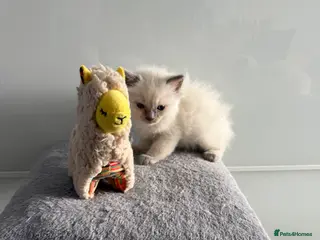 Ragdoll cats *** 3 Beautiful Pure Ragdoll Kittens left *** - Advert 18