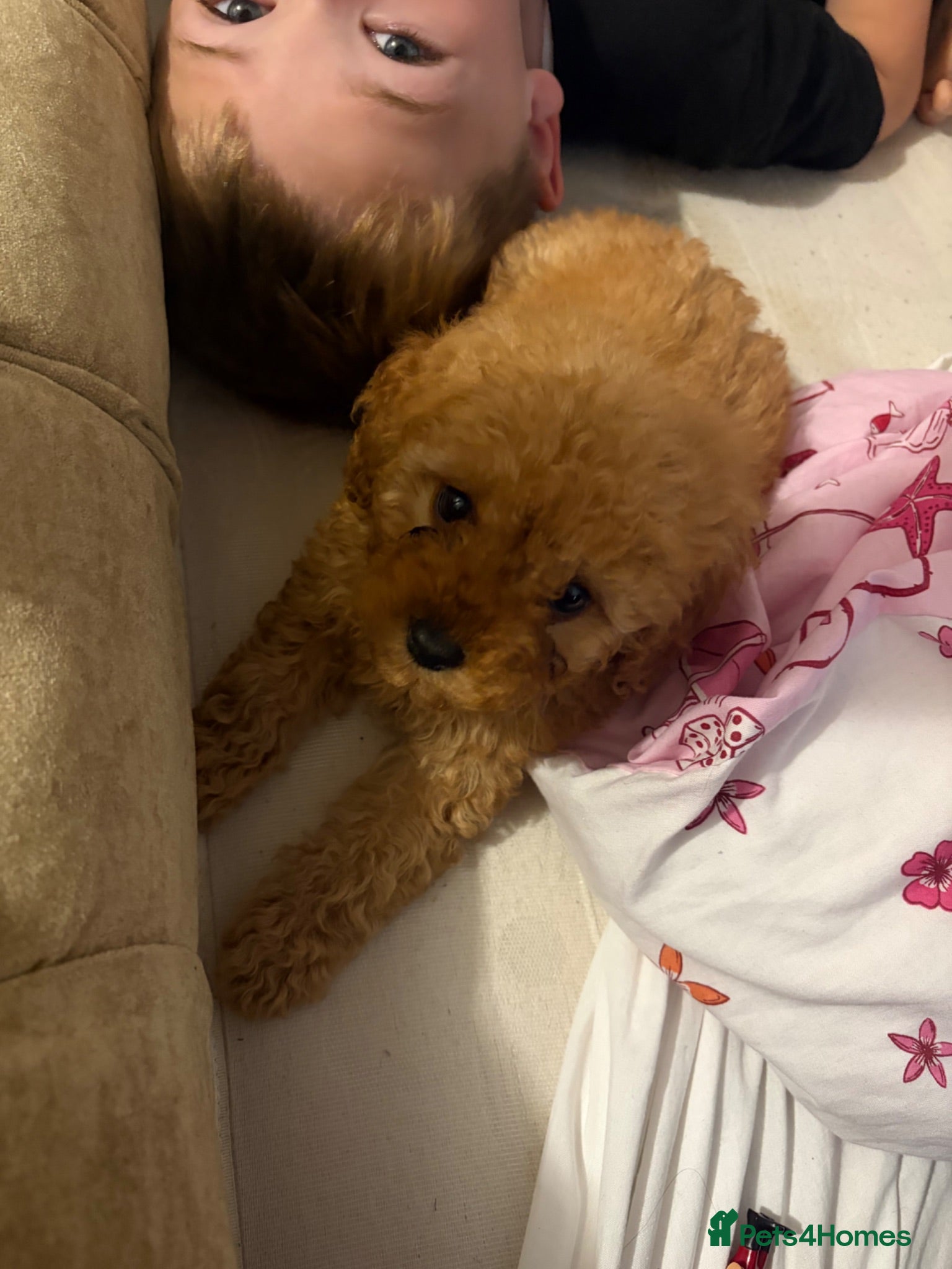Cockapoo dogs Stunning cockapoo puppies ready now 😘❤️ - Advert 1