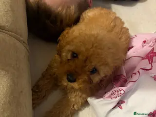 Cockapoo dogs for sale: Stunning cockapoo puppies ready now đâ¤ď¸ - Advert 1