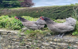 Mixed Breed birds for sale: Point of lay Hens & Pullets – VARIOUS BREEDS 🦚  - Image 28