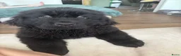 Newfoundland dogs for sale: 6 month old KC Newfoundland Pup  - Advert 10