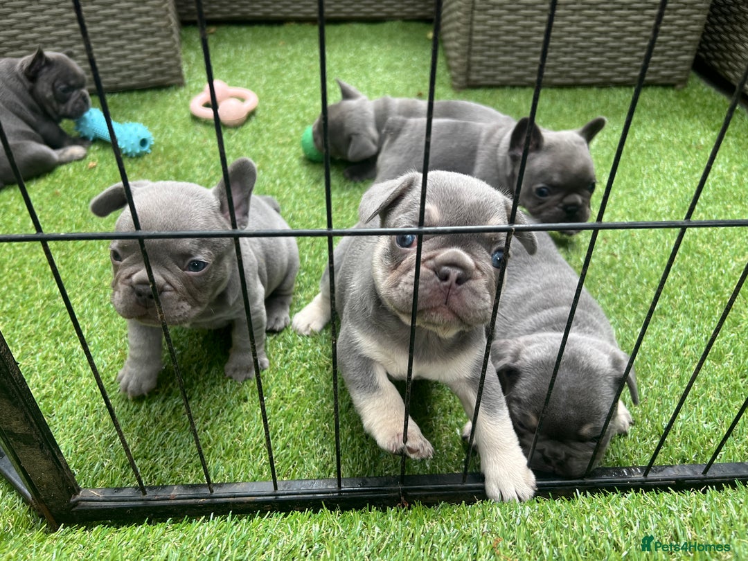 French Bulldog dogs for sale: 7 week old kC French bulldogs - Image 15