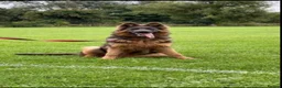 German Shepherd dogs for sale: German shepherd bitch in Darlington - Advert 4