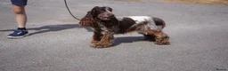 Cocker Spaniel dogs for sale: Exceptionally well health tested Kc show cockers - Advert 14