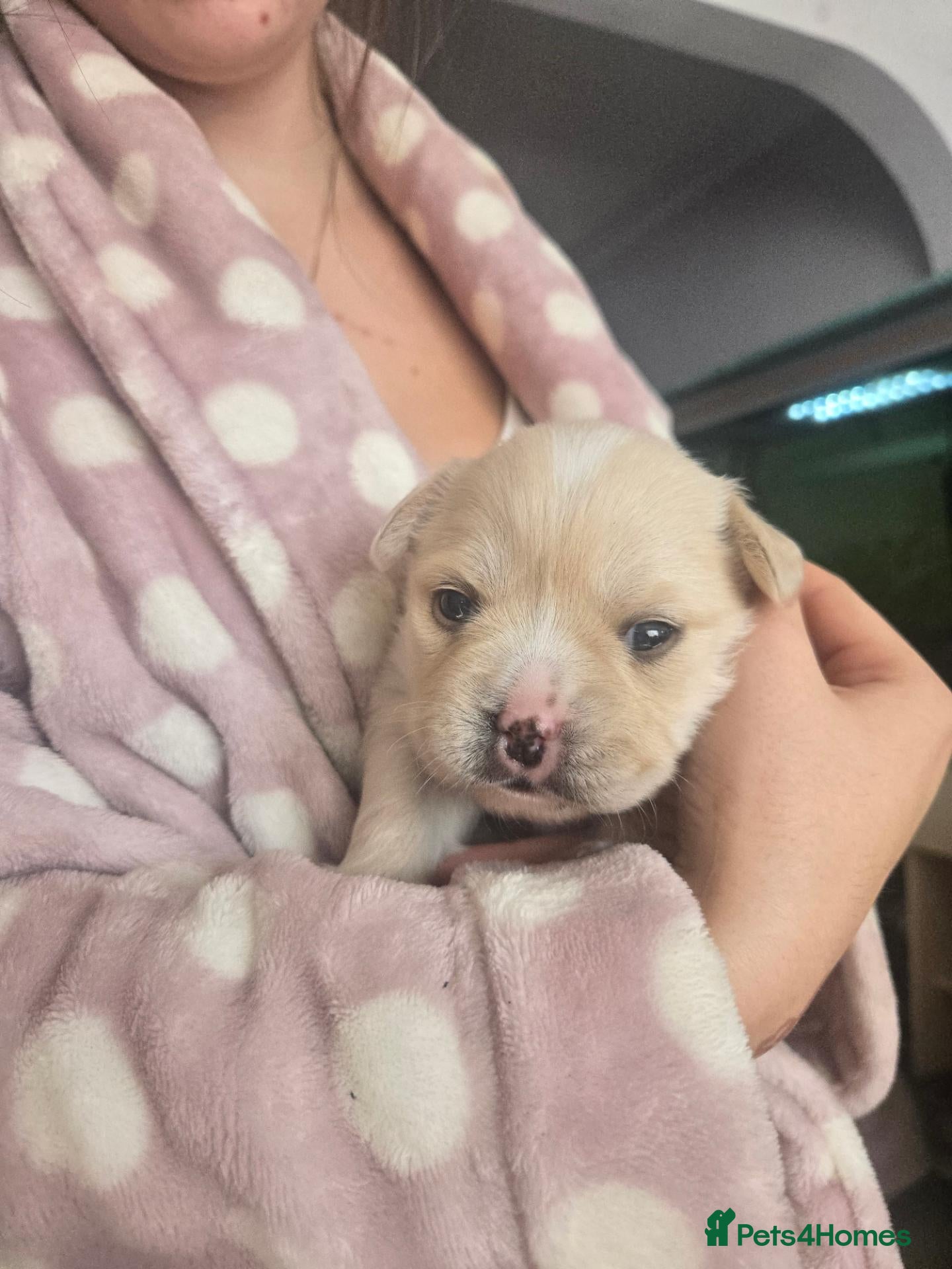 Mixed Breed dogs Frenchie/collie-spaniel mix - Advert 1
