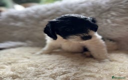 Cockapoo dogs for sale: cockerpoo Puppies 2 Left!  - Image 10