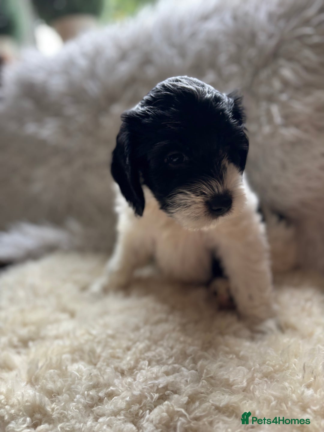 Cockapoo dogs for sale: cockerpoo Puppies 2 Left!  - Image 10