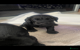 Cocker Spaniel dogs for sale: Working Cocker spaniel puppies for sale - Image 6