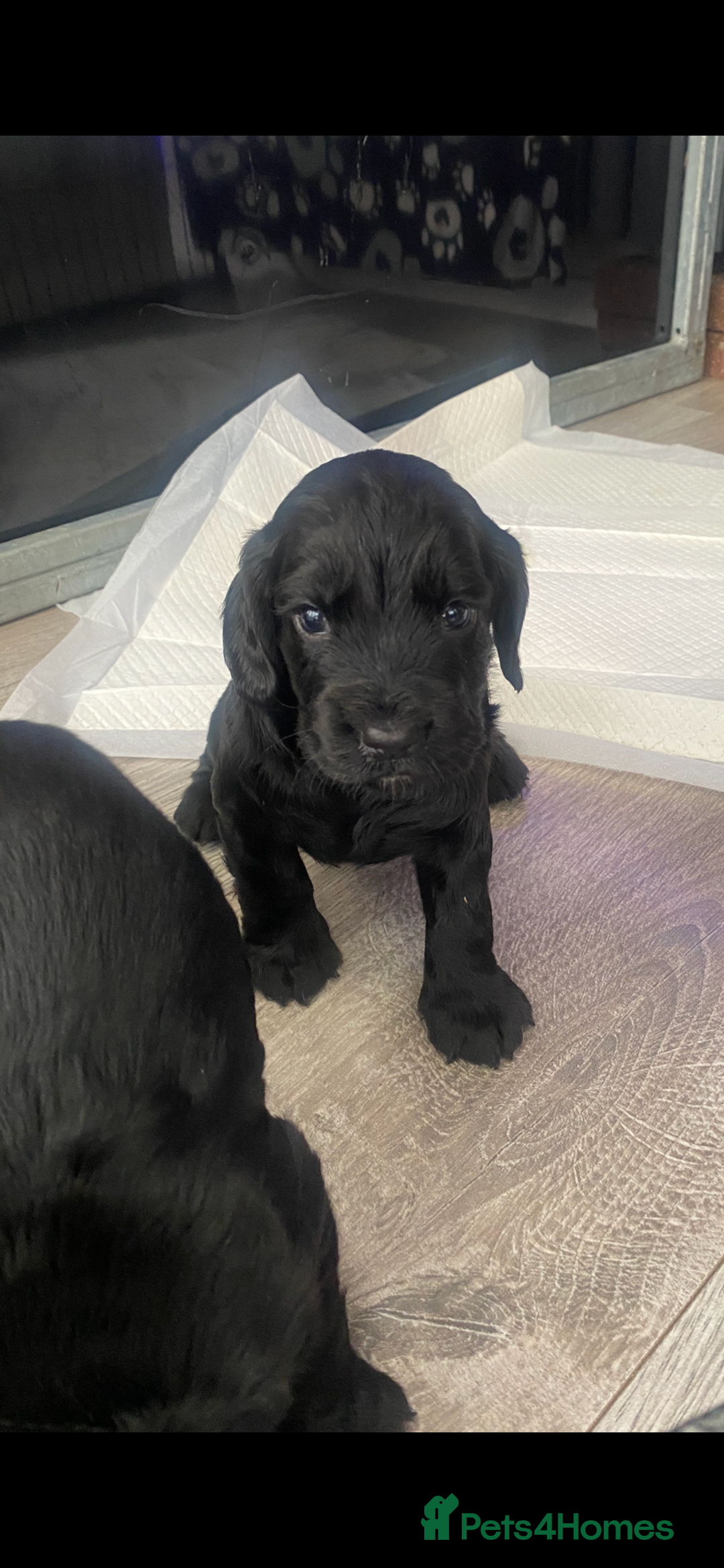 Cocker Spaniel dogs for sale: Working Cocker spaniel puppies for sale - Image 6
