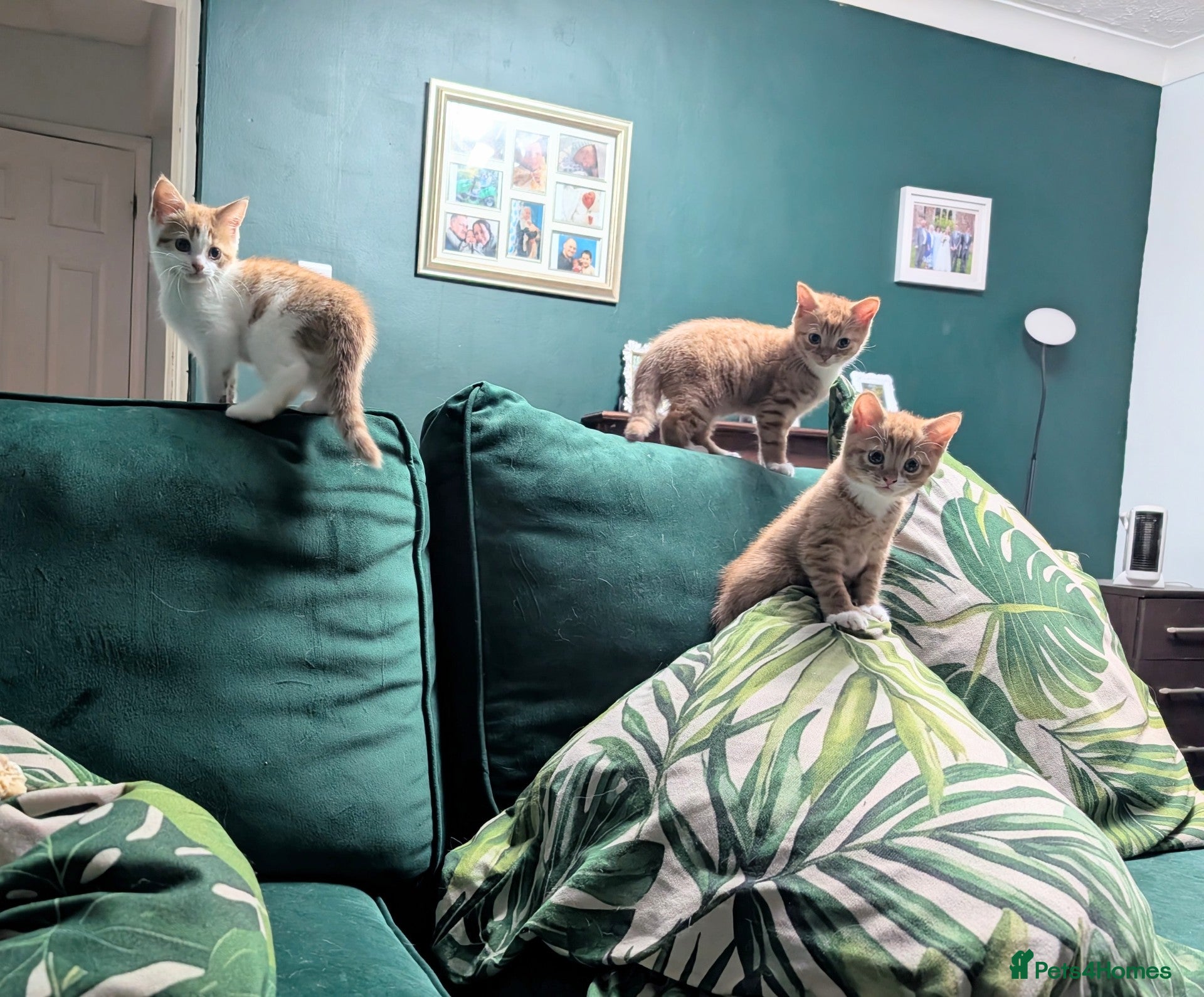 Mixed Breed cats Stunning kittens for sale - only two left! - Advert 3