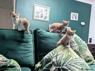 Mixed Breed cats Stunning kittens for sale - only two left! - Advert 3