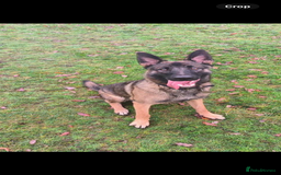 Mixed Breed dogs for sale: Wilson  - Image 3