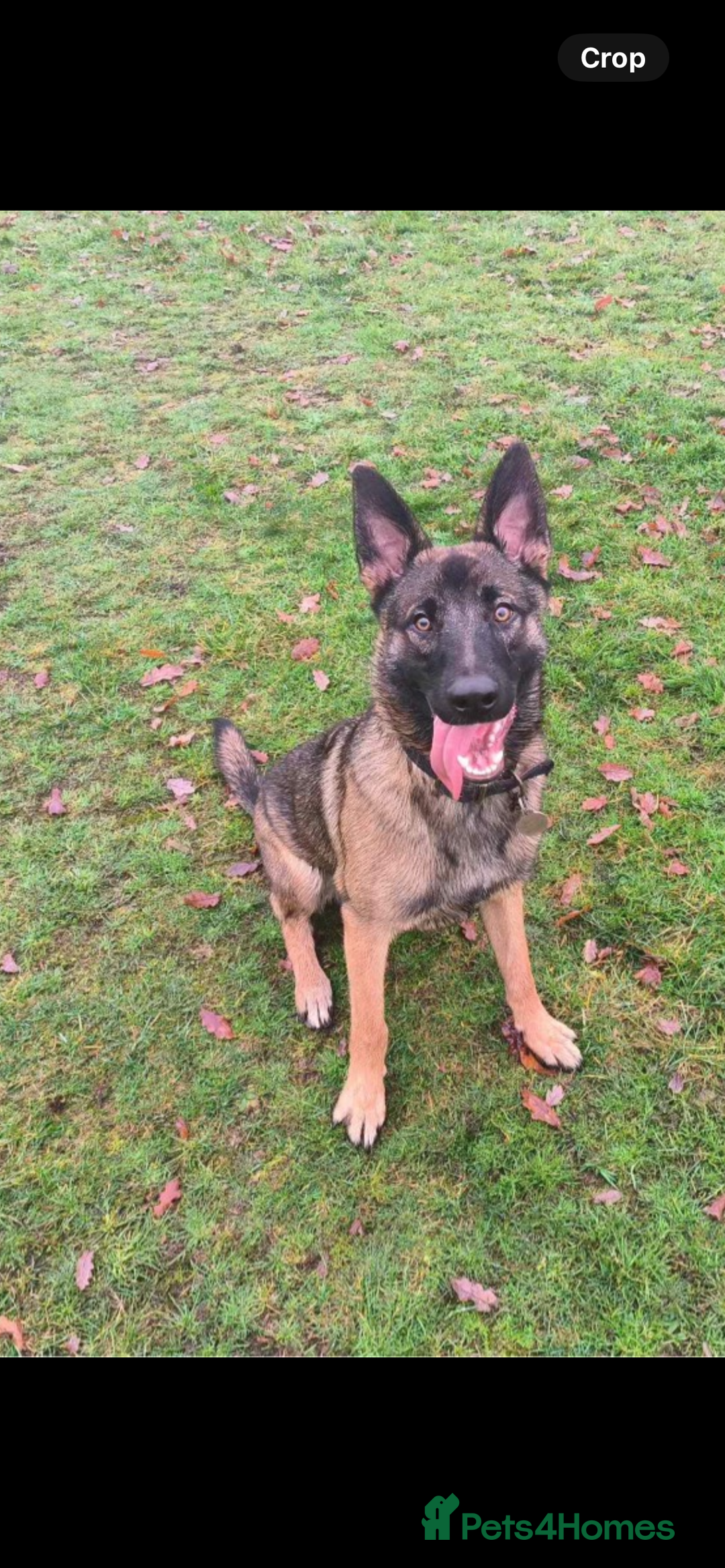 Mixed Breed dogs for sale: Wilson  - Image 3