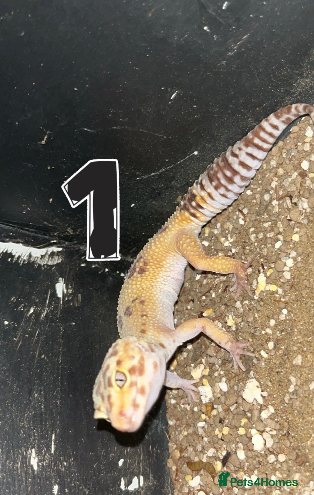 Leopard Gecko reptiles Leopard Geckos - Advert 4