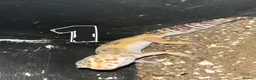 Leopard Gecko reptiles for sale: Leopard Geckos - Advert 1