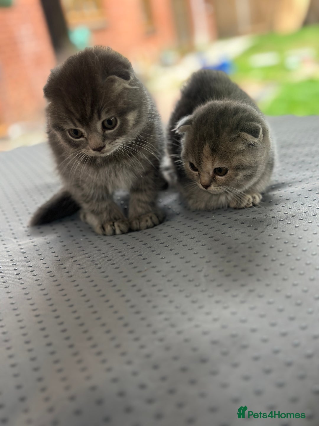 Scottish Fold cats for sale: 🐾Playful Male & Female Scottish Fold Kittens🐾 - Image 8