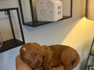 Cavapoo dogs for sale: Stunning F1B Cavapoo puppies - Advert 1