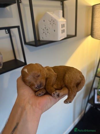 Cavapoo dogs Stunning F1B Cavapoo puppies - Advert 1