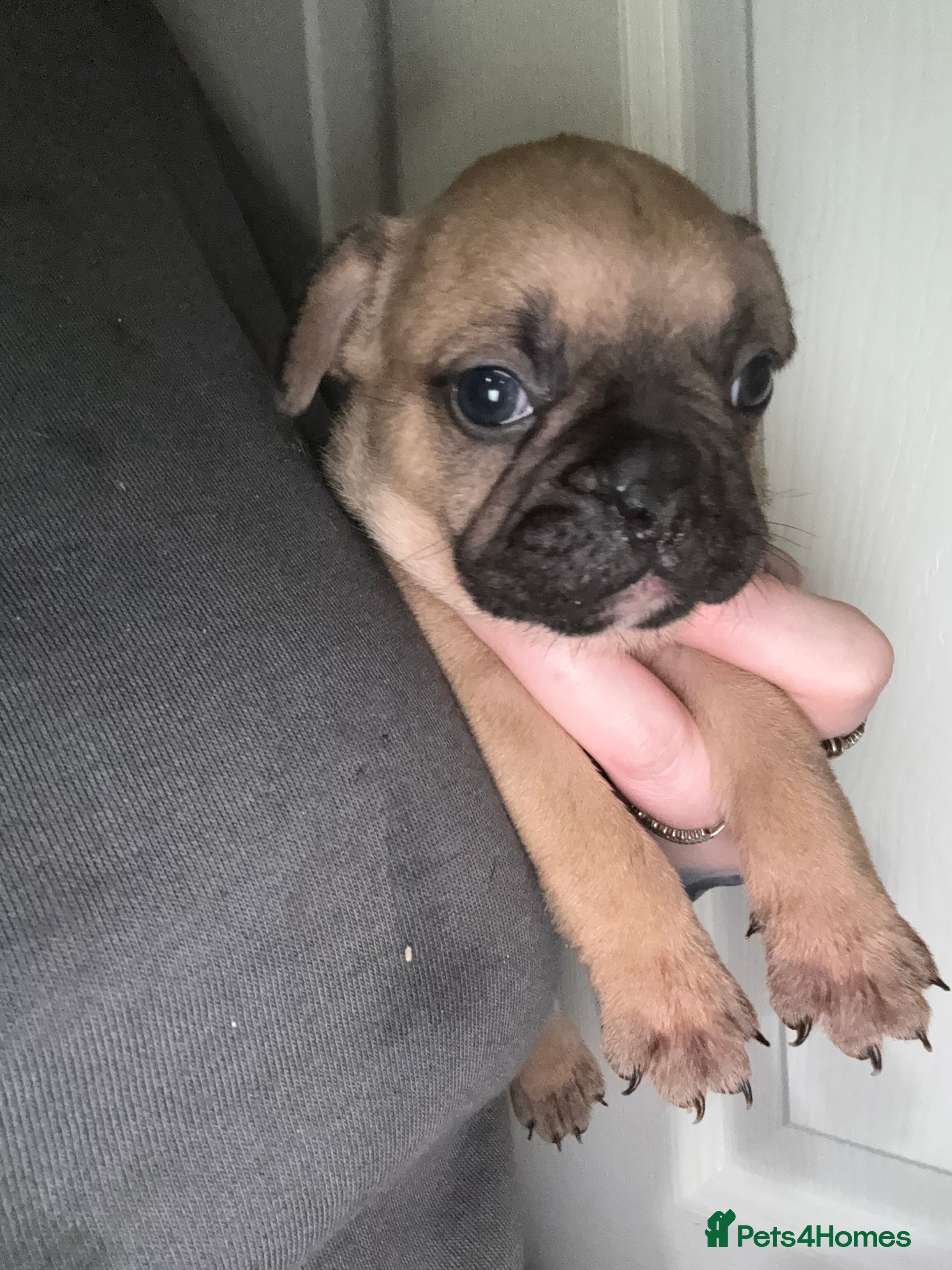 French Bulldog dogs 2 girls full French bulldogs  - Advert 18