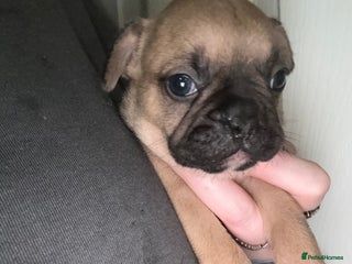 French Bulldog dogs 2 girls full French bulldogs - Advert 17