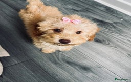Toy Poodle dogs for sale: Toy Poodle  - Image 7