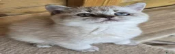 British Shorthair cats for sale: British shorthaired  - Advert 10