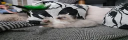 Ragdoll cats for sale: GCCF REGISTERED RAGDOLL KITTENS  - Advert 19
