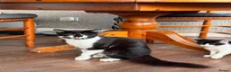 Mixed Breed cats for sale: 2 male cats for sale  - Advert 3