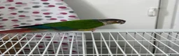 Conures birds for sale: Rare Colour Young Indian Ringneck Parrot & Conures - Advert 11