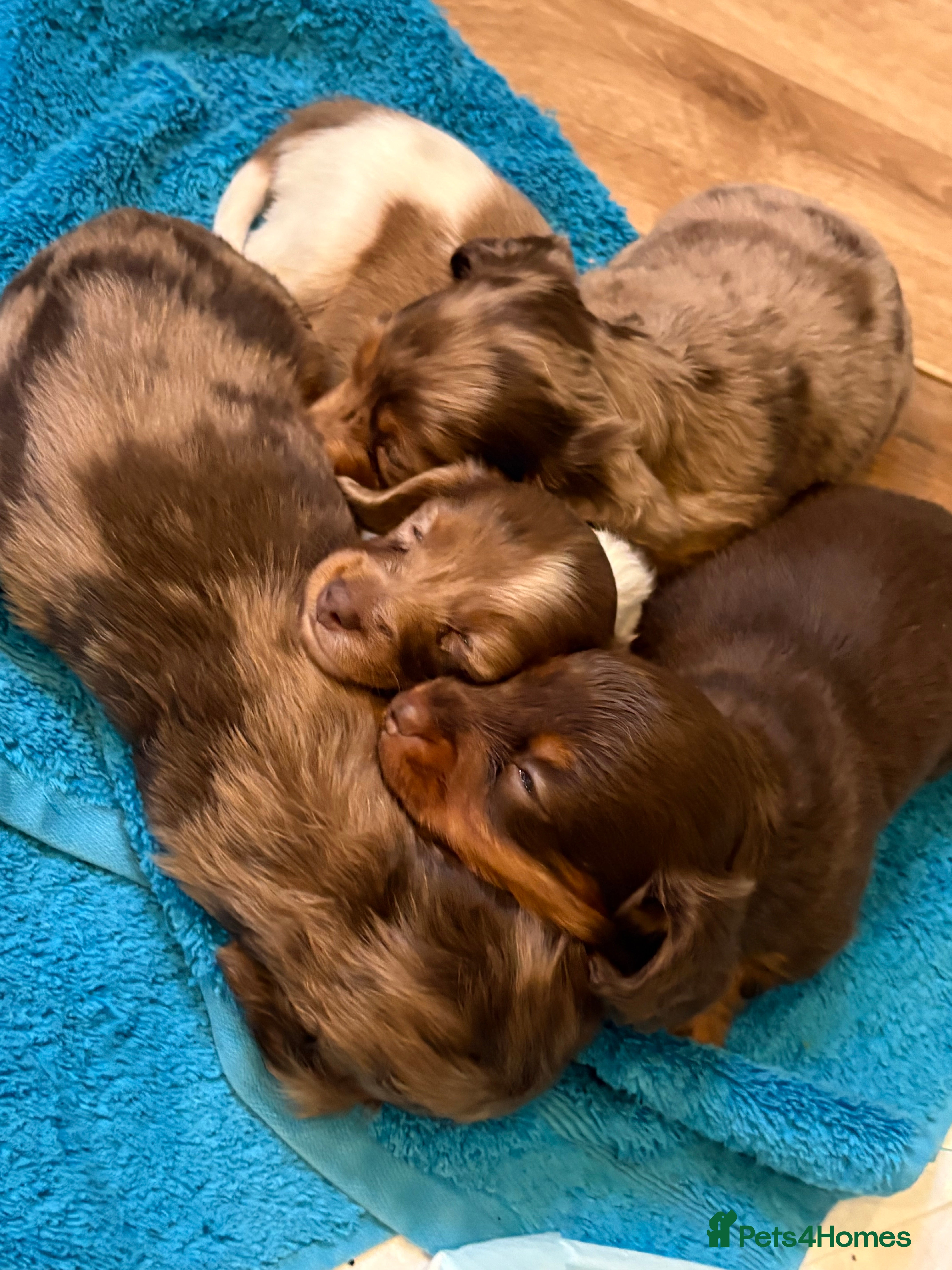 Miniature Dachshund dogs KC long haired mini dachshund pups  - Advert 2