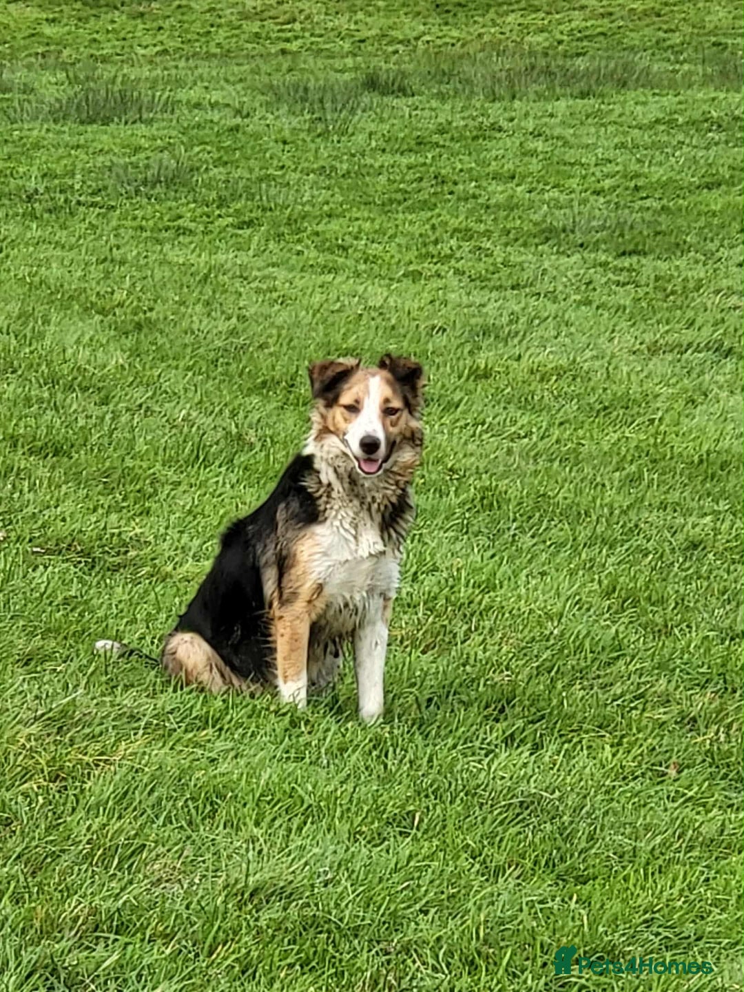 Mixed Breed dogs for sale: 2Males Beautiful puppies left out of 7 . - Image 8