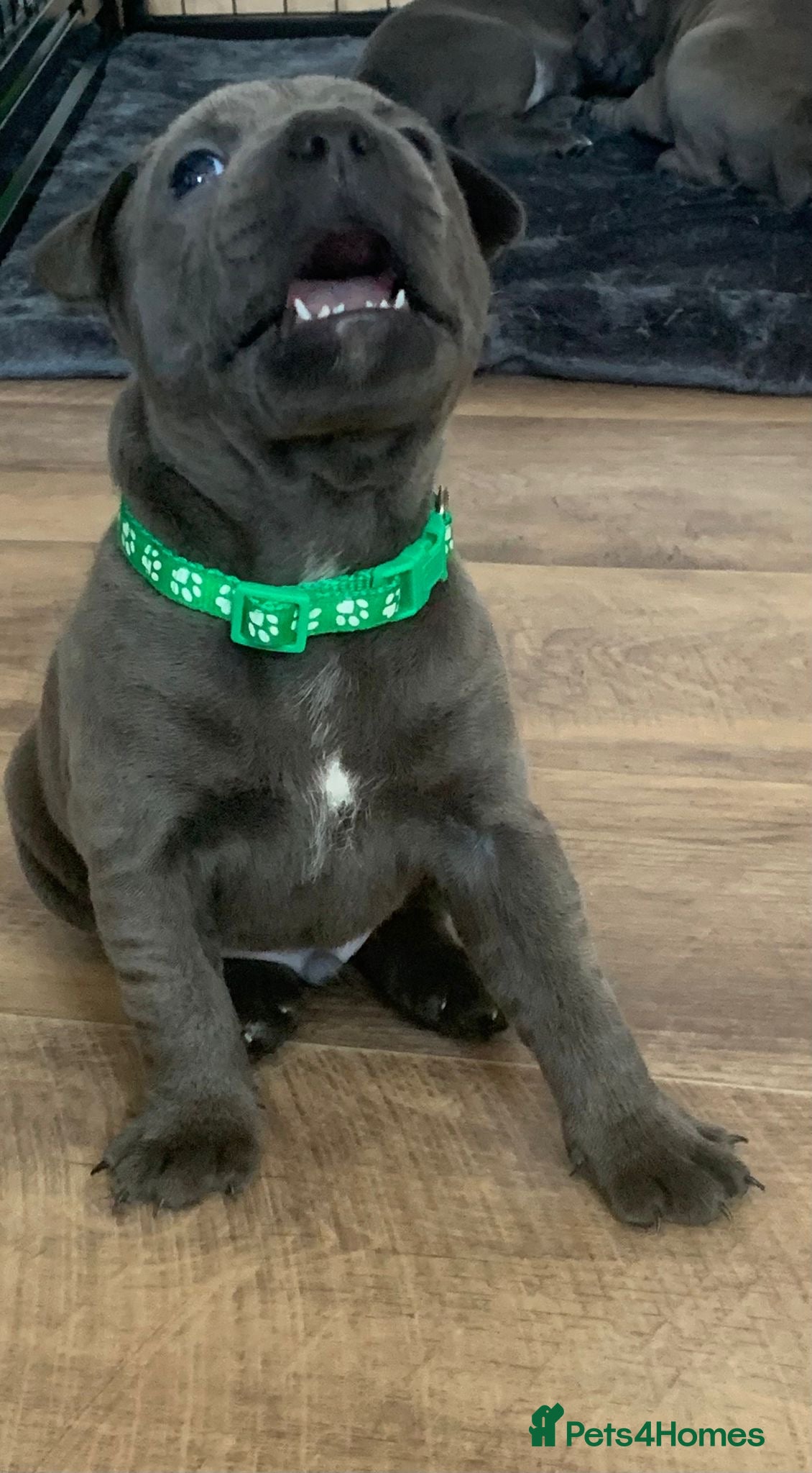 Staffordshire Bull Terrier dogs Champions Bloodlines Staffordshire Bull Terrier Pu - Advert 4