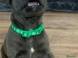 Staffordshire Bull Terrier dogs Champions Bloodlines Staffordshire Bull Terrier Pu - Advert 4