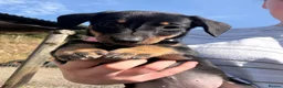 Mixed Breed dogs for sale: Dachshund X border collie - Advert 11