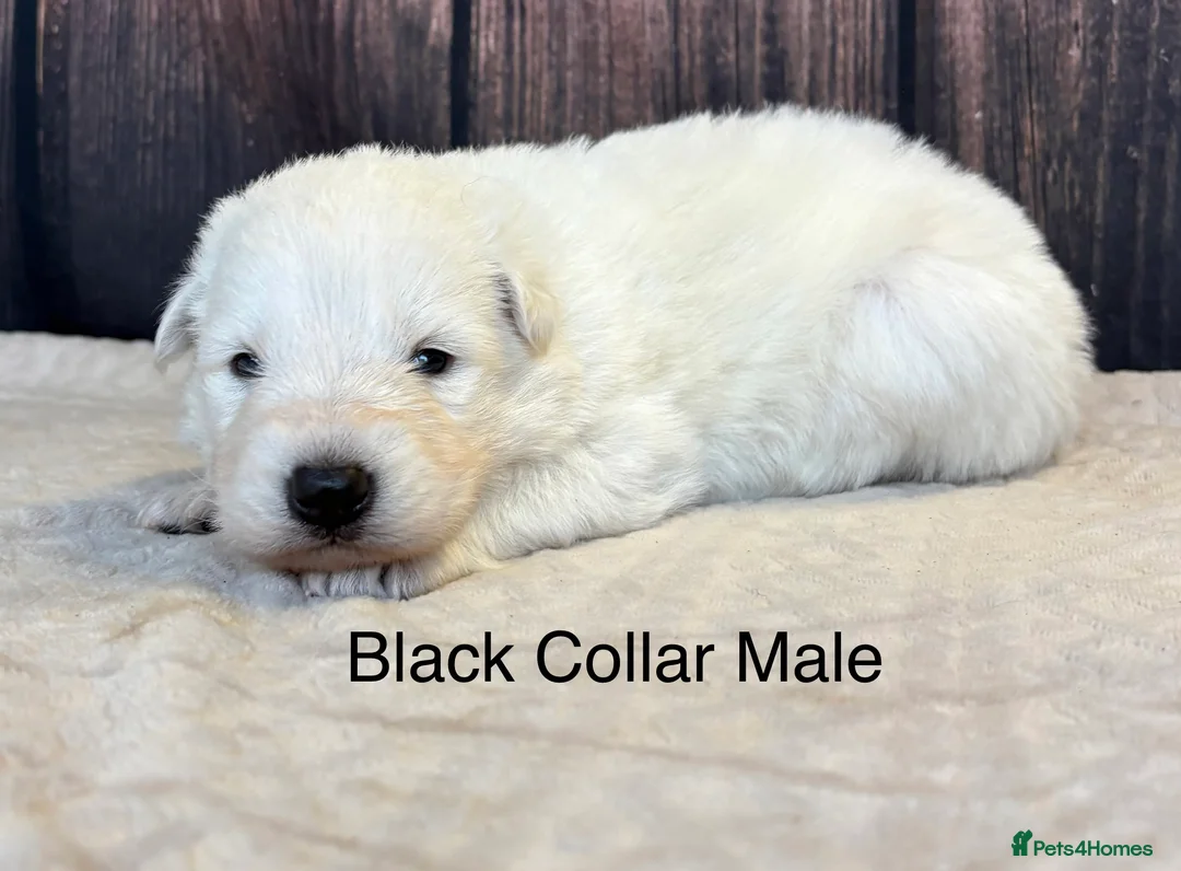Mixed Breed dogs for sale: KC White Swiss Shepherd X KC German Shepherd Pups - Advert 4