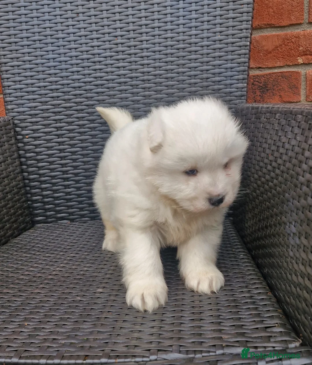 Samoyed dogs for sale: A beautiful little Samoyed girl for sale in Ashbourne - Advert 21