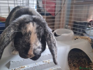 Mini Lop rabbits Male Mini Lops in Hornchurch - Advert 2