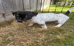 Jack Russell dogs for sale: Gorgeous Jack Russell Puppies - Image 13