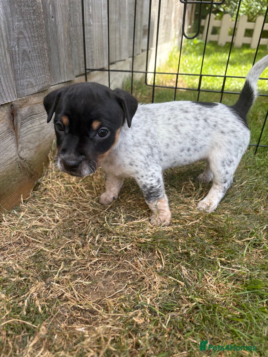 Jack Russell dogs for sale: Gorgeous Jack Russell Puppies - Image 13