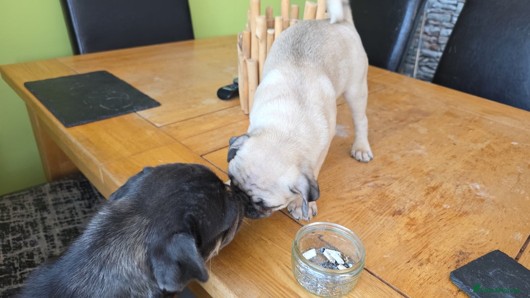 Pug dogs for sale: Update 22/7/25 SILVER AND APRICOT PUPPIES  - Image 23