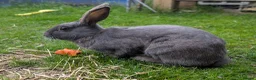 English Spot rabbits for sale: English Spot Bonded Pair - Advert 8