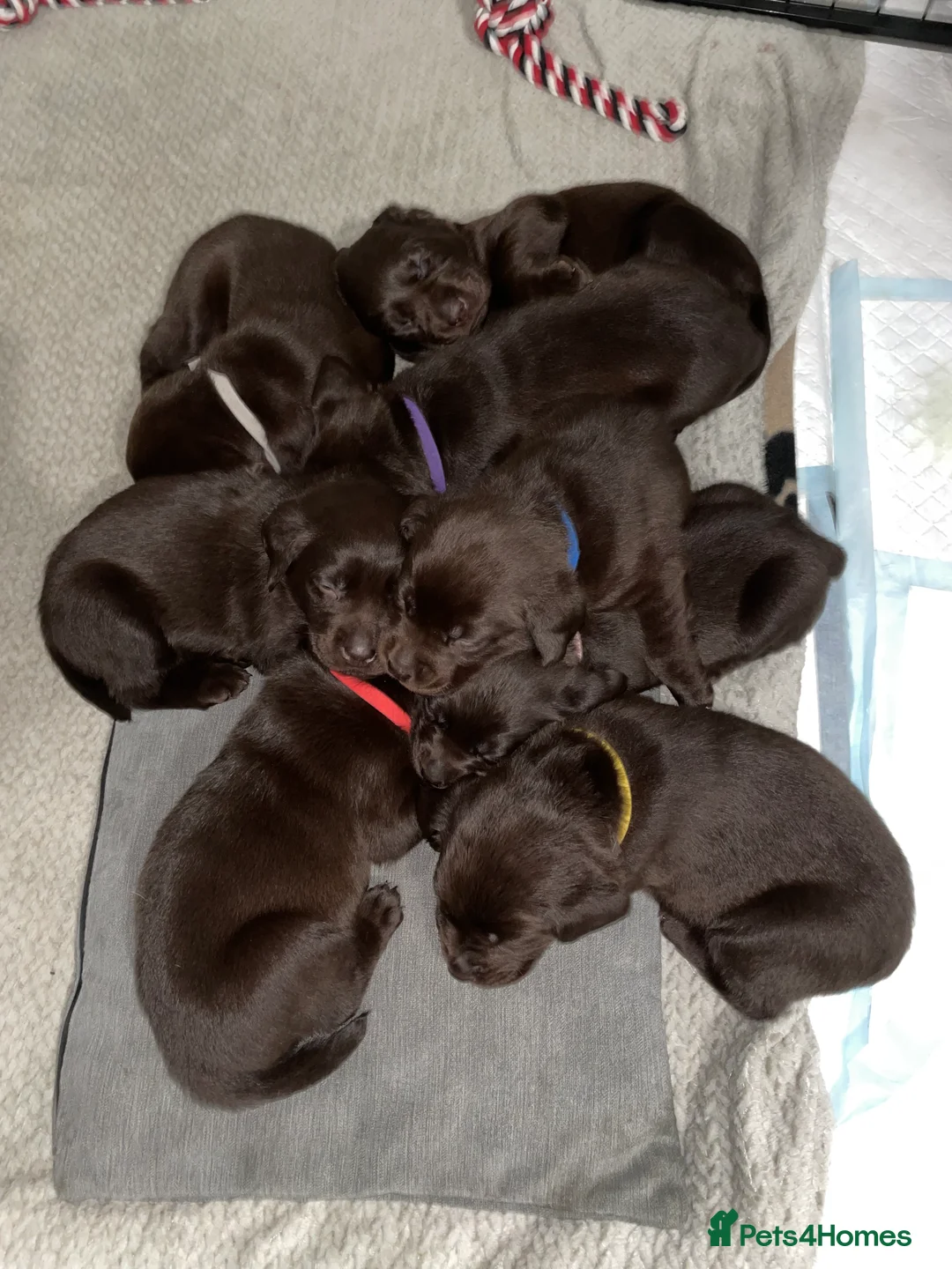 Labrador Retriever dogs for sale: Stunning chocolate Labrador puppies  - Advert 9