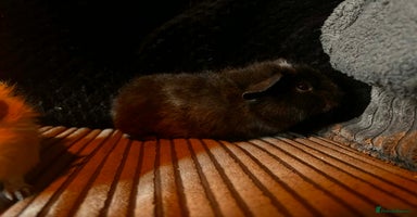 Guinea Pig rodents 2 beautiful funky girls - Advert 11