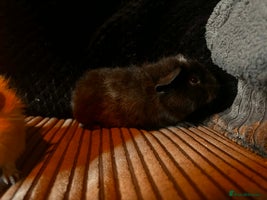 Guinea Pig rodents 2 beautiful funky girls - Advert 8