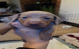 Miniature Dachshund dogs for sale: Beautiful miniature dachshund puppies  - Advert 5