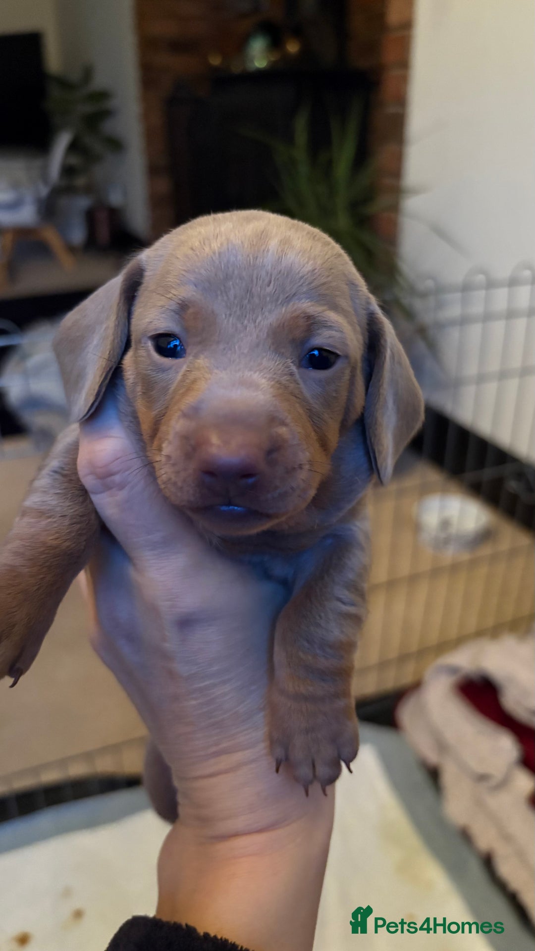 Miniature Dachshund dogs for sale: Beautiful miniature dachshund puppies  - Advert 5