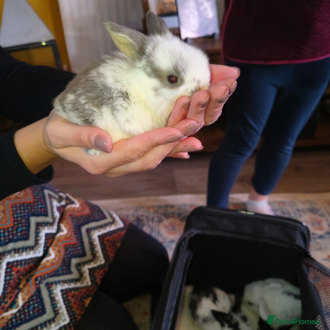 Mini Lop rabbits for sale: Mini lop babies  - Advert 6