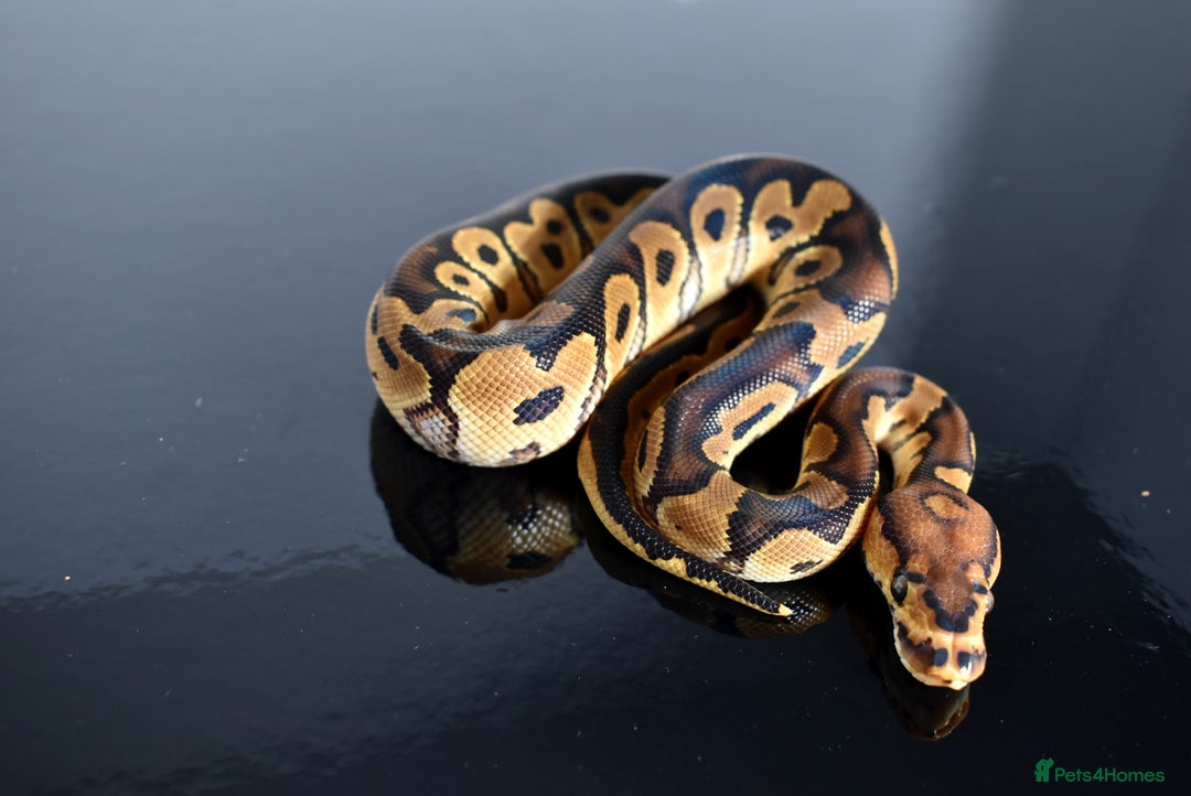 Python Snake reptiles for sale: Amazing baby ball pythons - Advert 24