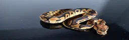 Python Snake reptiles for sale: Amazing baby ball pythons - Advert 24